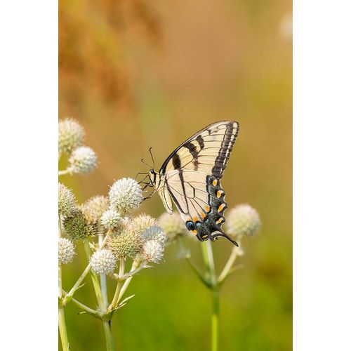 Eastern Tiger Swallowtail on Rattlesnake Master (Eryngium yuccifolium)-Marion County-Illinois